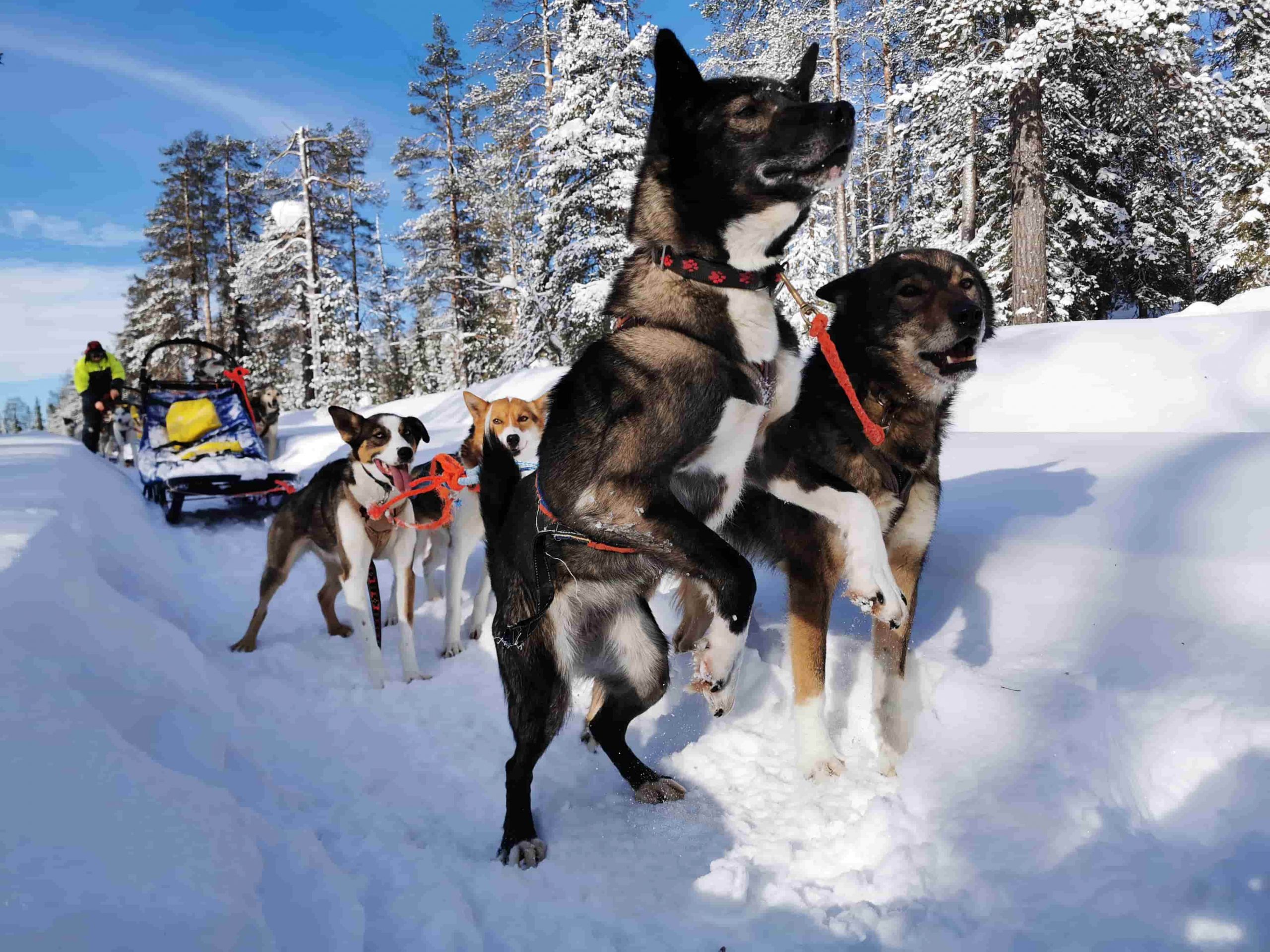 You are currently viewing Huskytour durch die finnische Wildnis Lapplands